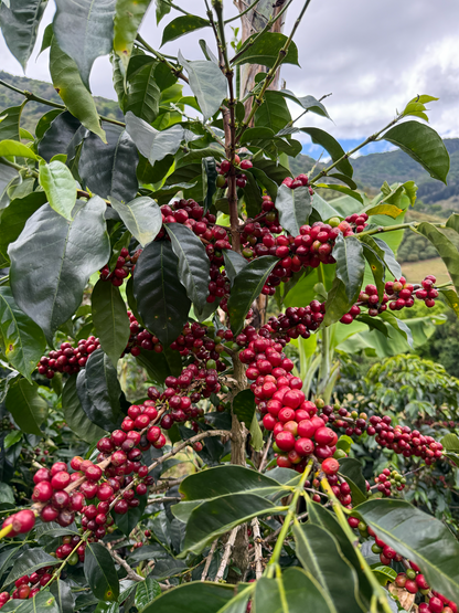 Finca Voo