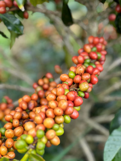 La Esperanza Tabi II ESPRESSO - Colombia, anaerobic washed