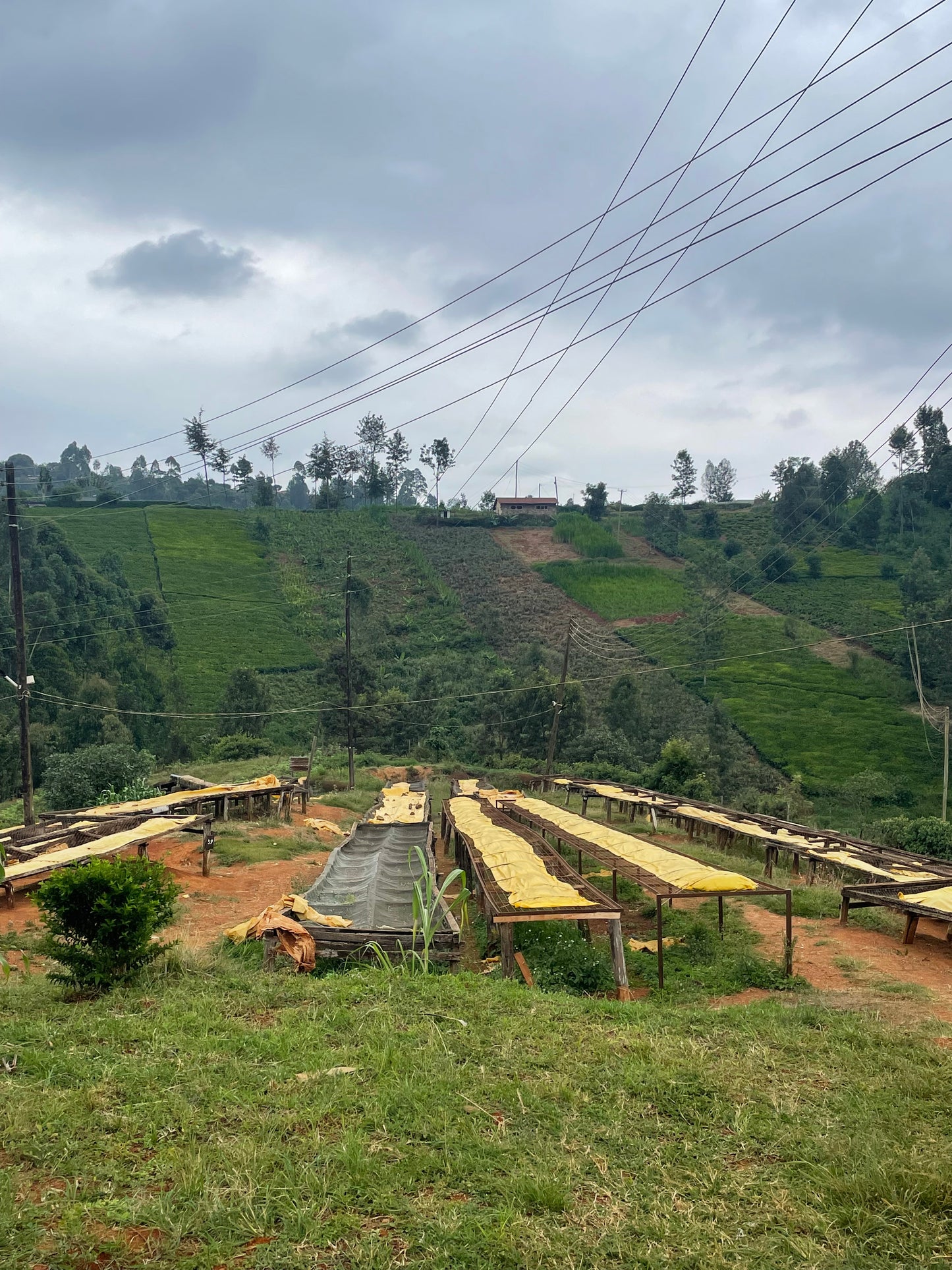 Karinga AA - Kenya, washed