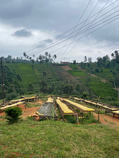 Karinga AA - Kenya, washed
