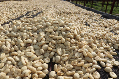 Thunguri AA - Kenya, washed