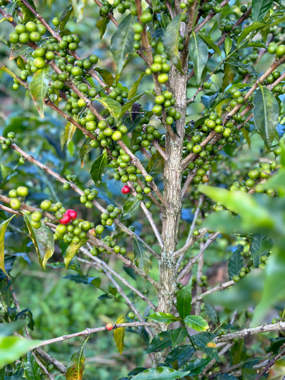 La Esperanza Tabi II - Colombia, anaerobic washed