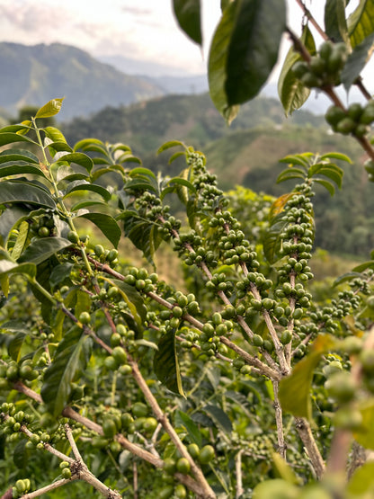 La Esperanza Tabi II - Colombia, anaerobic washed