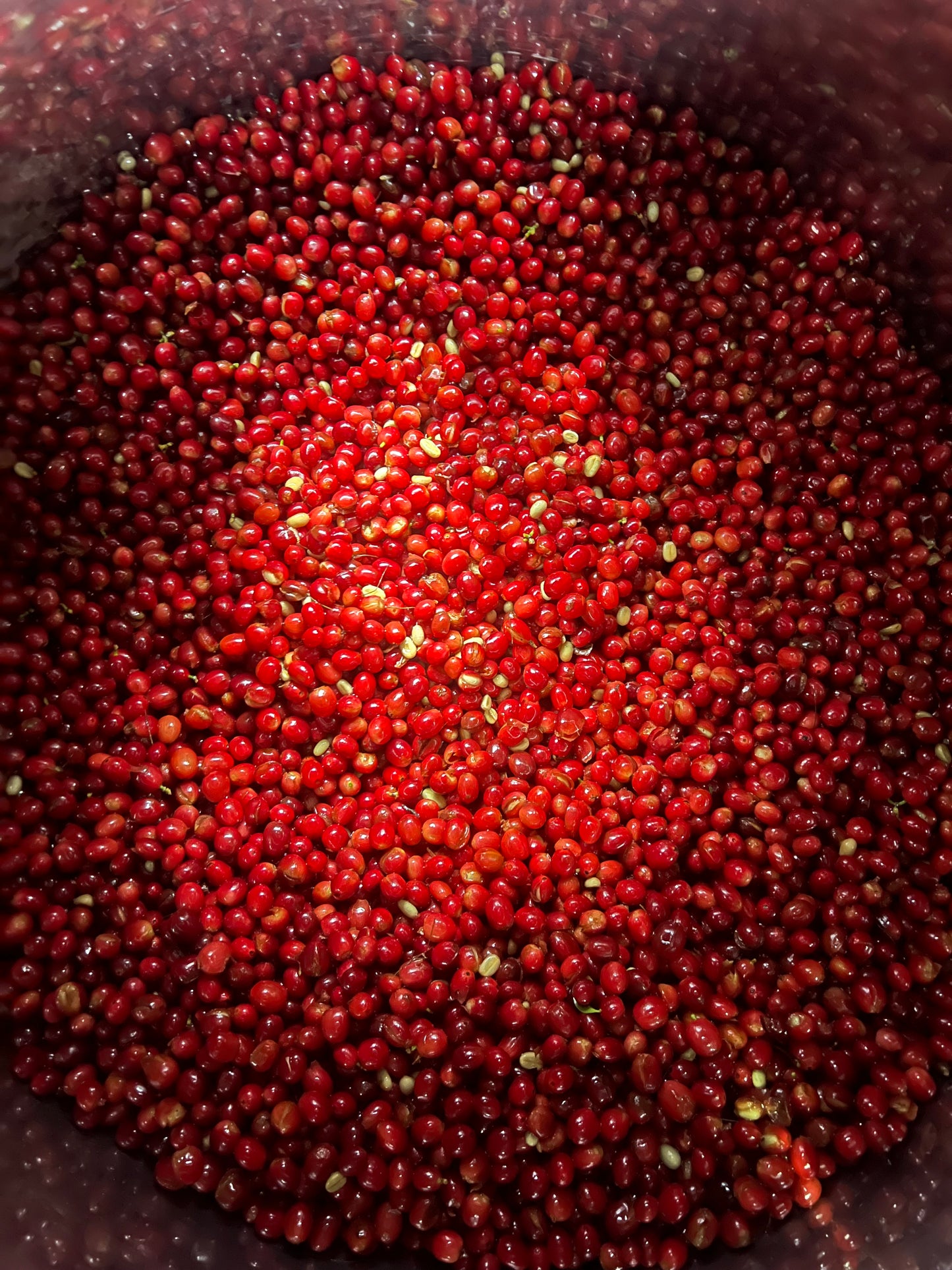 *NEW* Hacienda La Florida Typica Mejorado - Ecuador, natural carbonic maceration