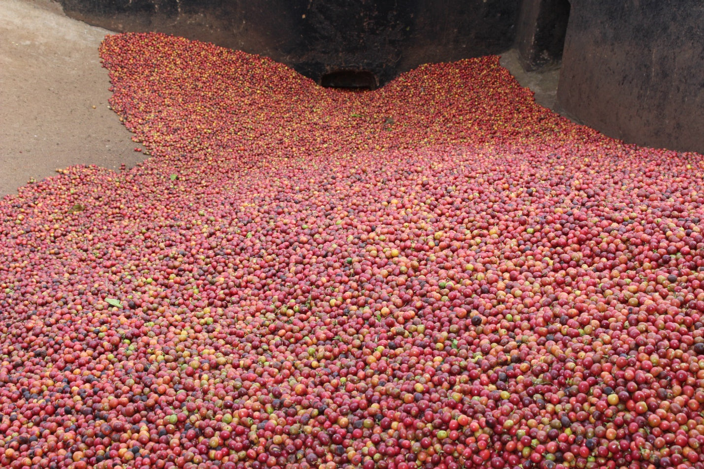 Karinga AA - Kenya, washed