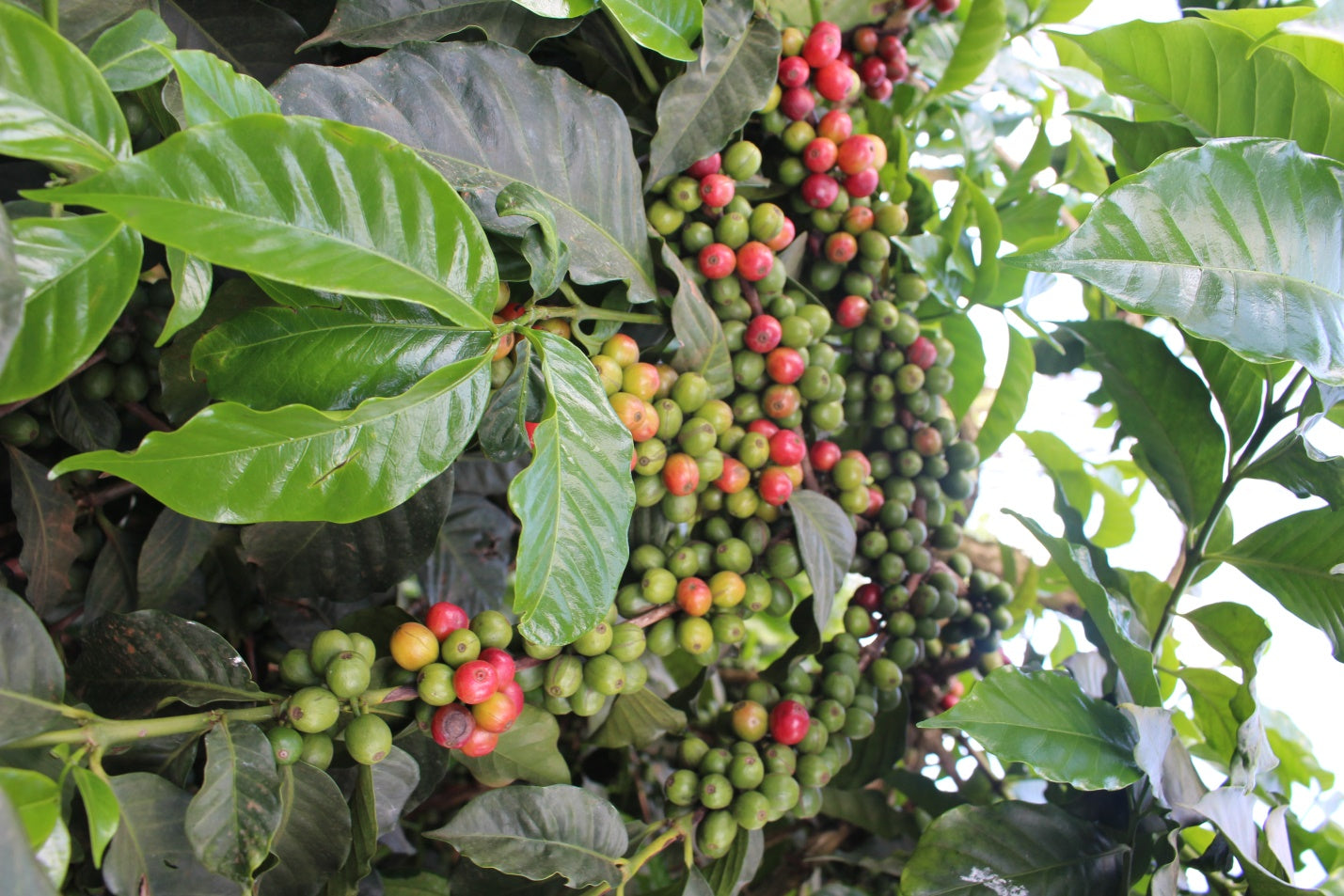 Karinga AA - Kenya, washed