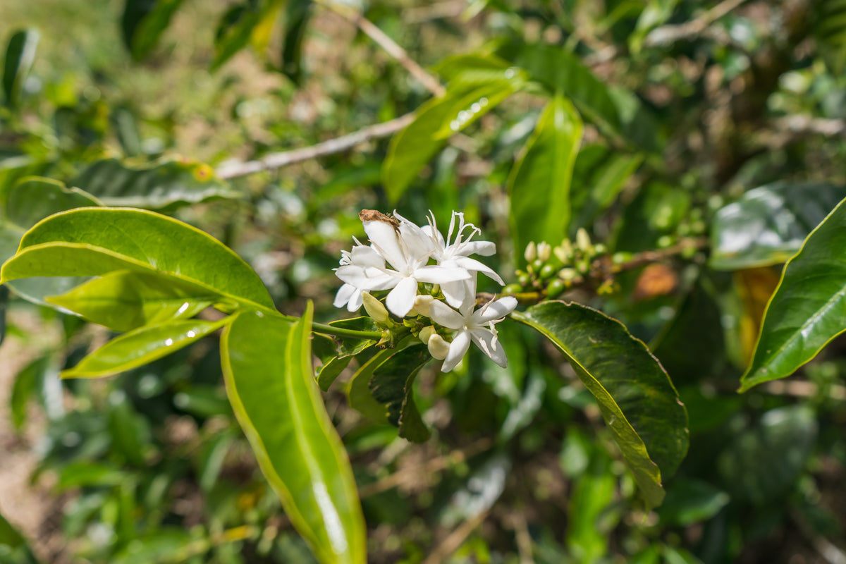 La Estrella