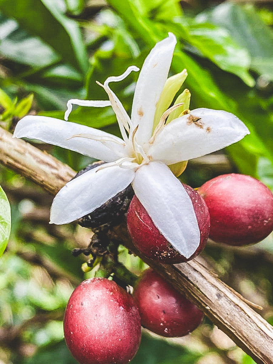 Finca La Pradera Geisha