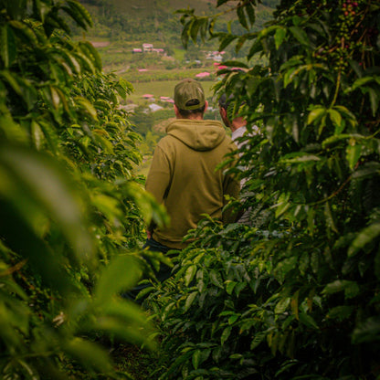 La Reserva Ajial Bourbon Ají - Colombia, washed