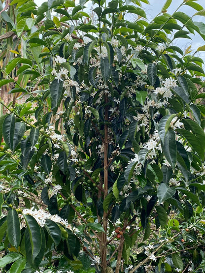 Flor Blanca II