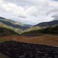 Las Perlitas Honey - Colombia
