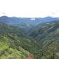 Las Perlitas Honey - Colombia