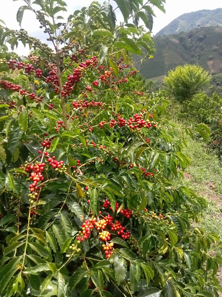 *NEW* Los Cachimbos Pink Bourbon - Colombia, washed