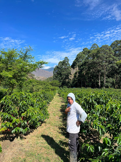 *NEW* Taza Dorada #6 Vinka Sidra - Ecuador, anaerobic washed