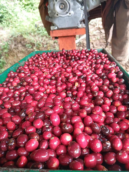 COE Peru #20 La Rinconada Geisha