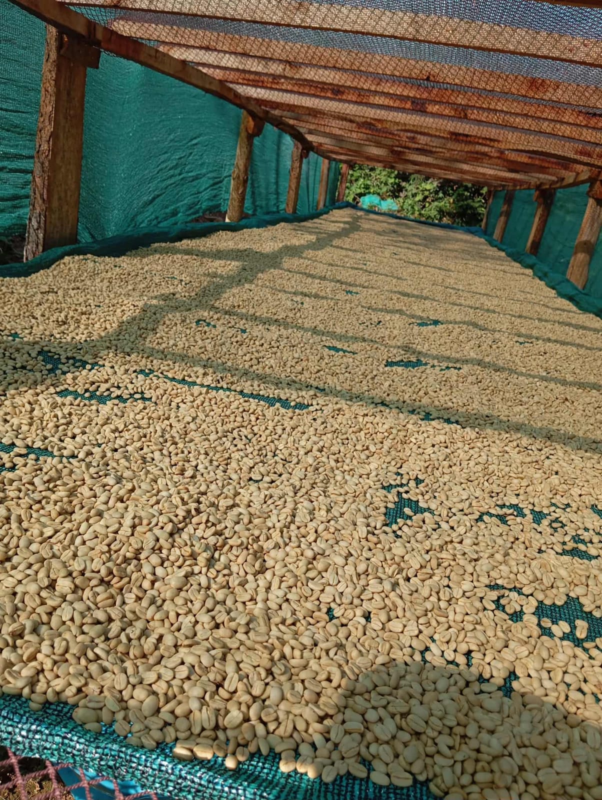 COE Peru #20 La Rinconada Geisha