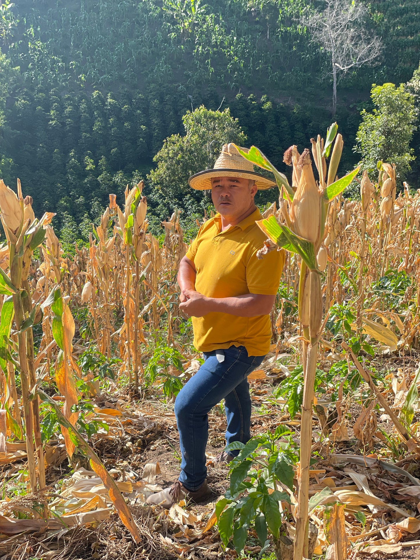 Finca La Filadelfia - Colombia, honey