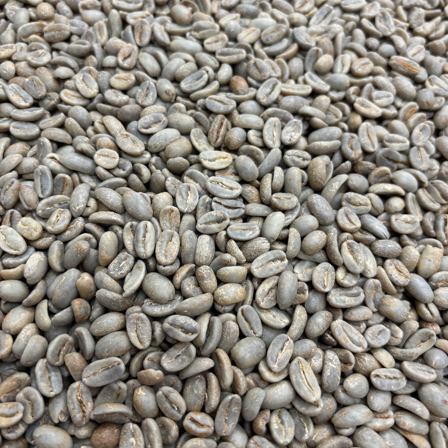 Santa Teresa COE #7 Geisha - Costa Rica, Washed - Green