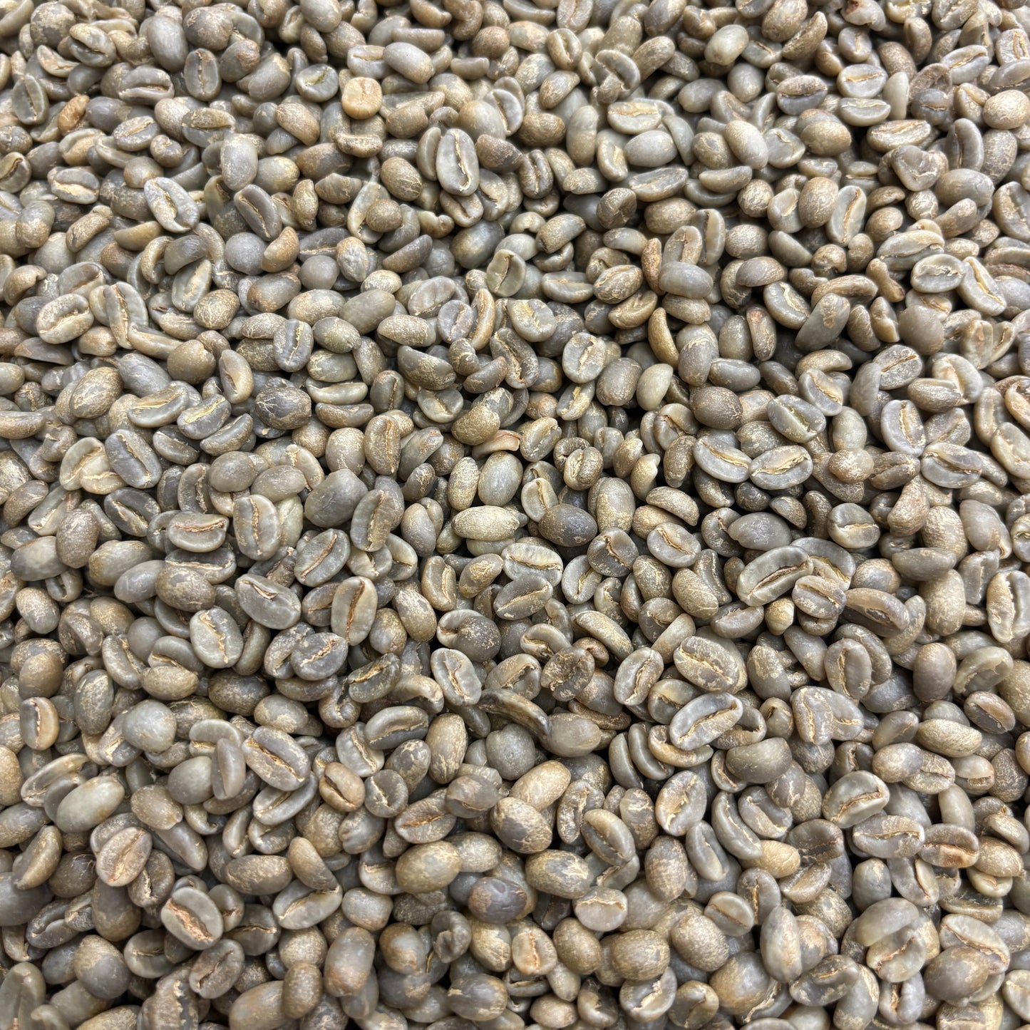 Sidra Prime - Bulk Green