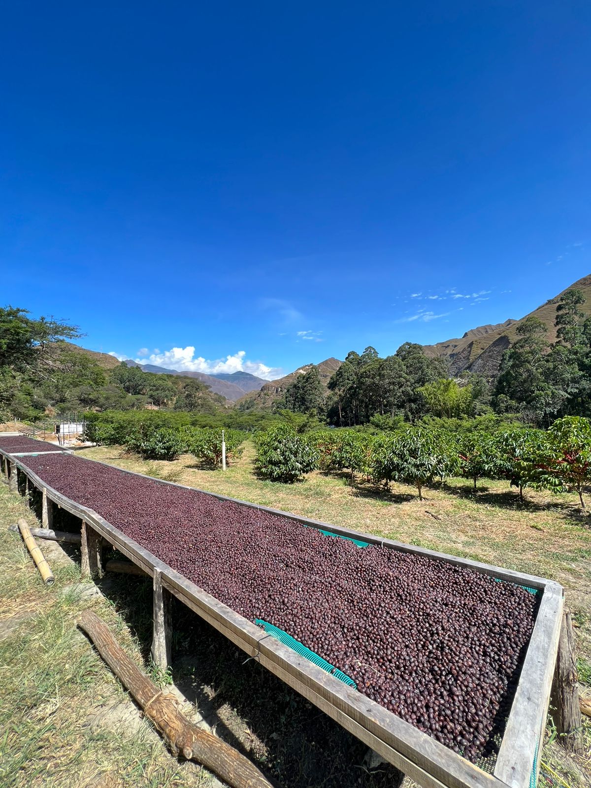 Vinka Sidra - Ecuador, anaerobic natural