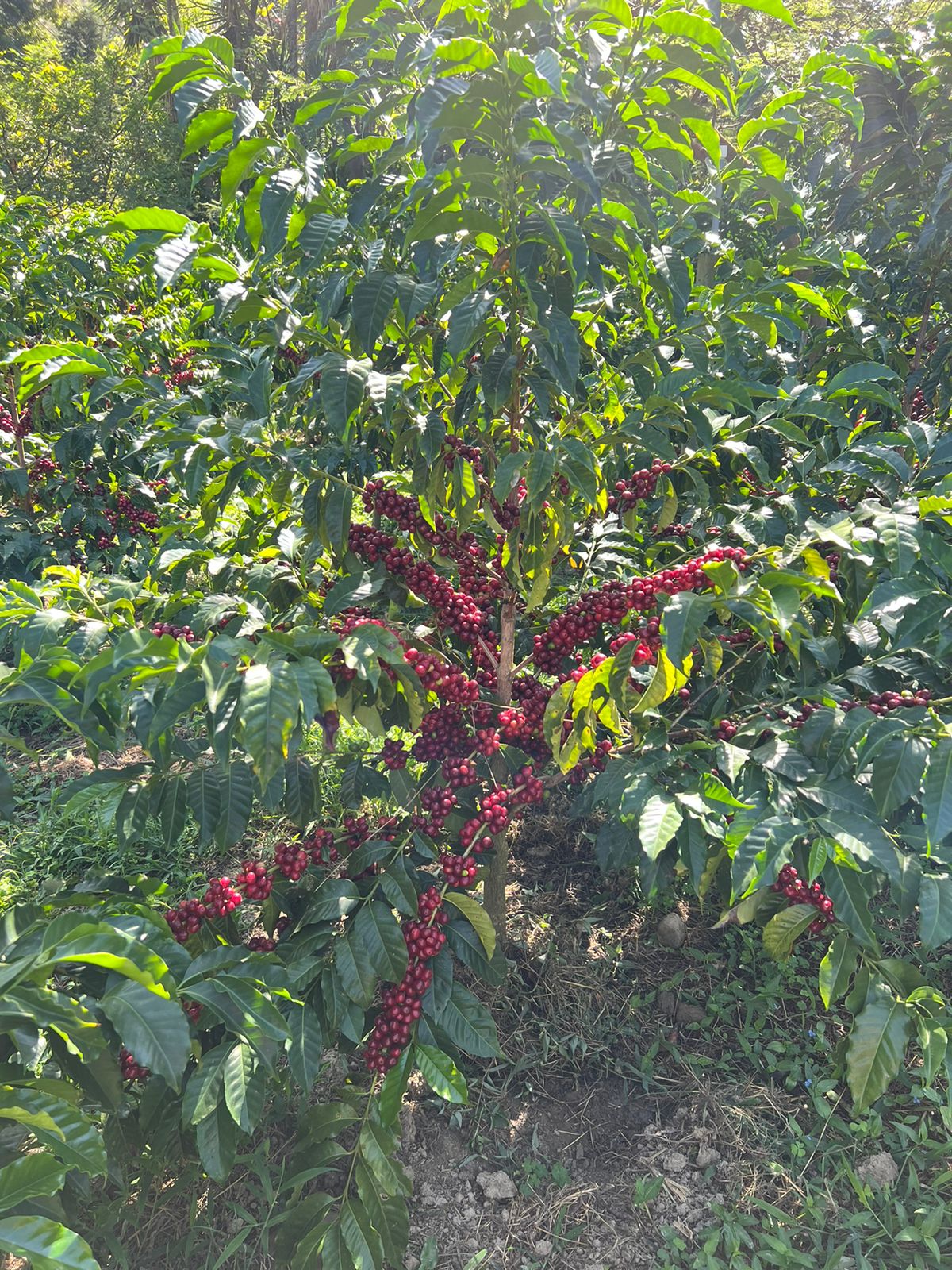 Vinka Sidra - Ecuador, anaerobic natural