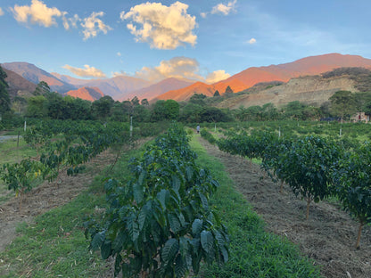 Vinka Sidra - Ecuador, anaerobic natural