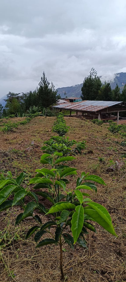 *NEW* Shipago Geisha ESPRESSO - Peru, washed