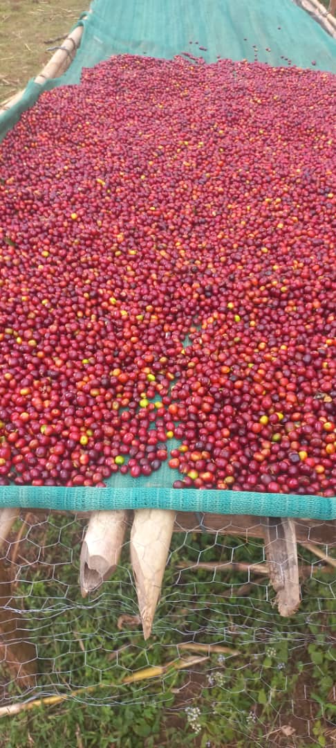 Nensebo Natural G1 — Sneak Peek