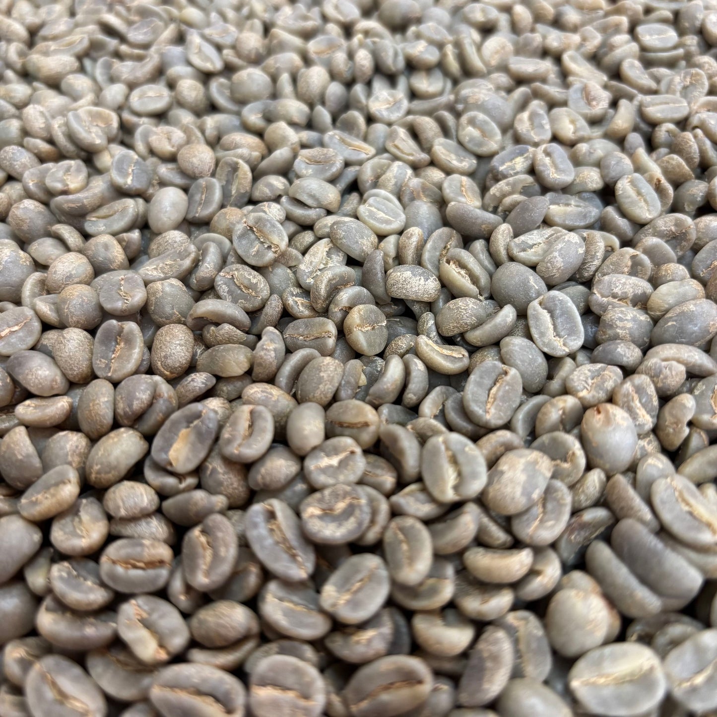 COE Honduras #10 Las Acacias Washed Pacas - Green
