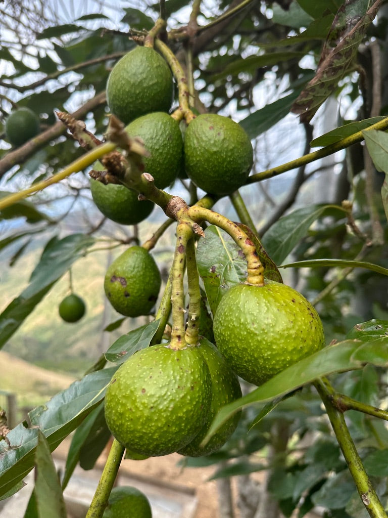 El Ajial ESPRESSO - Colombia, washed