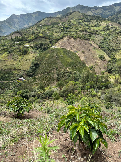 *NEW* El Mirador Junguilla Gesha ESPRESSO - Colombia, washed