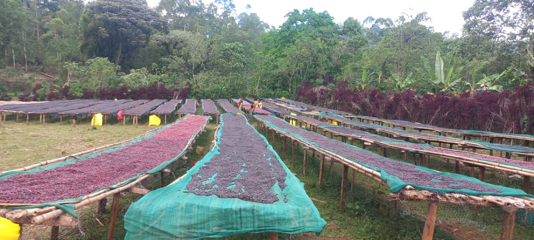 Nensebo Natural G1 — Sneak Peek