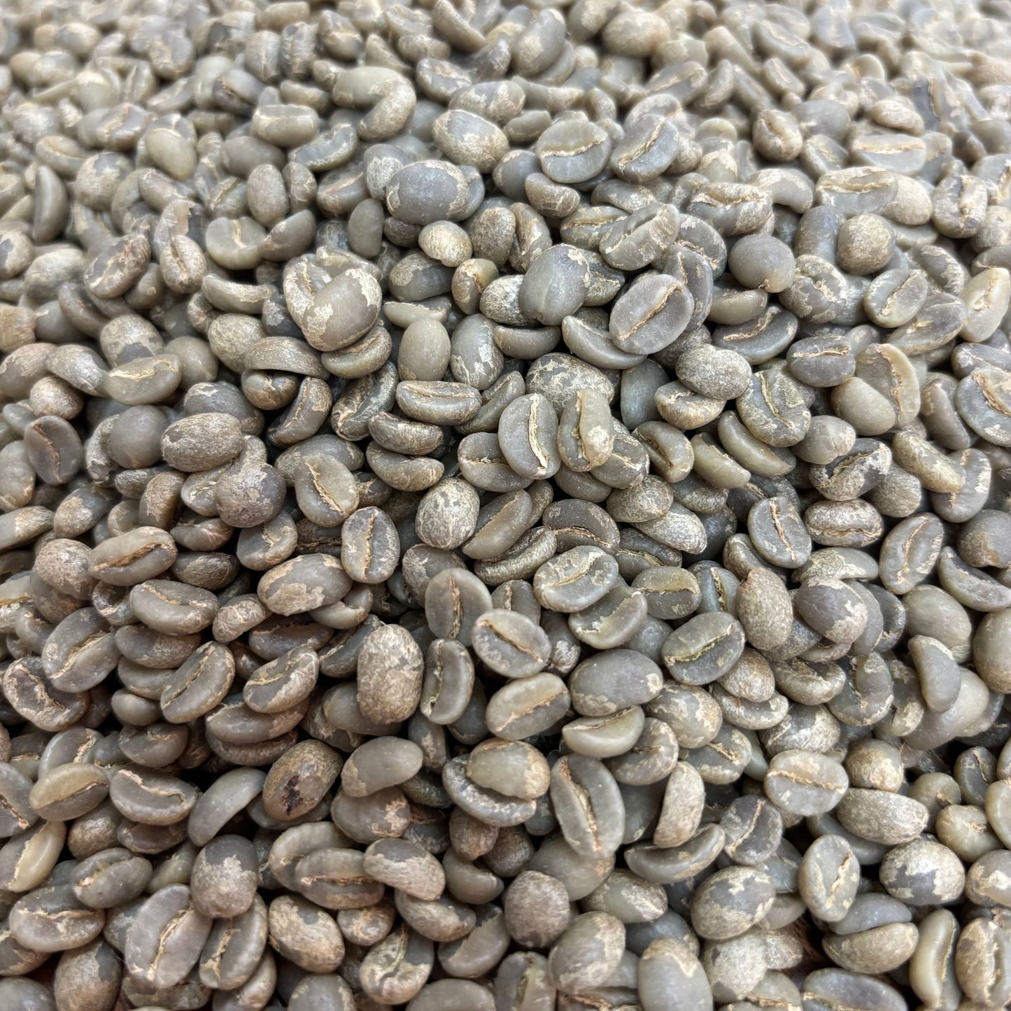 Wilder Lazo Bella Alejandria Lot 3 Geisha - Colombia, anaerobic washed - Green