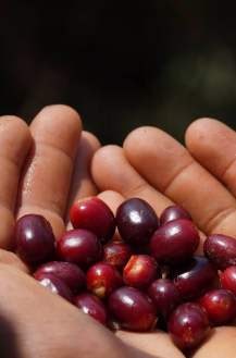 El Renacer Espresso - Teaser