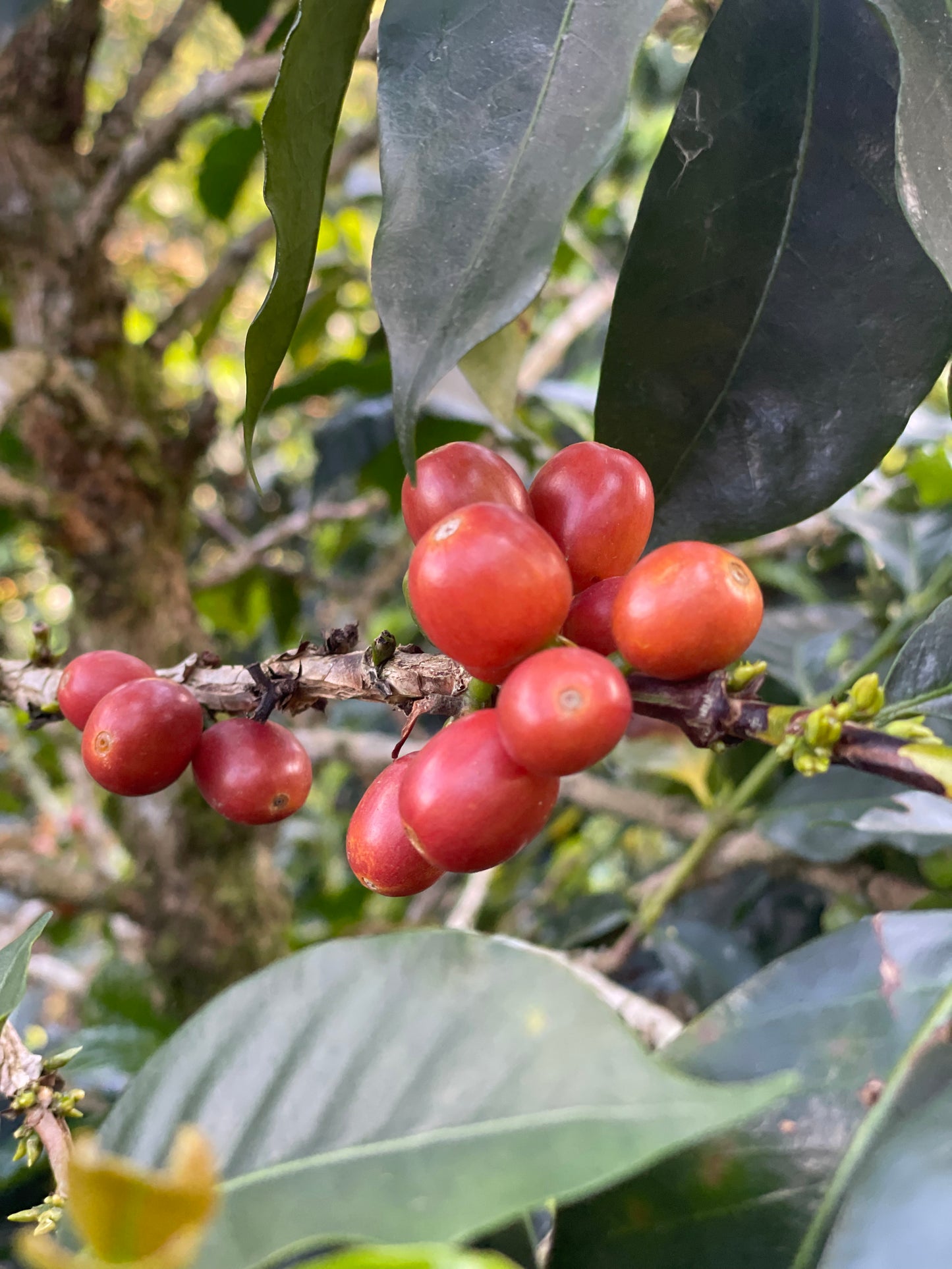 Finca La Filadelfia - Colombia, honey