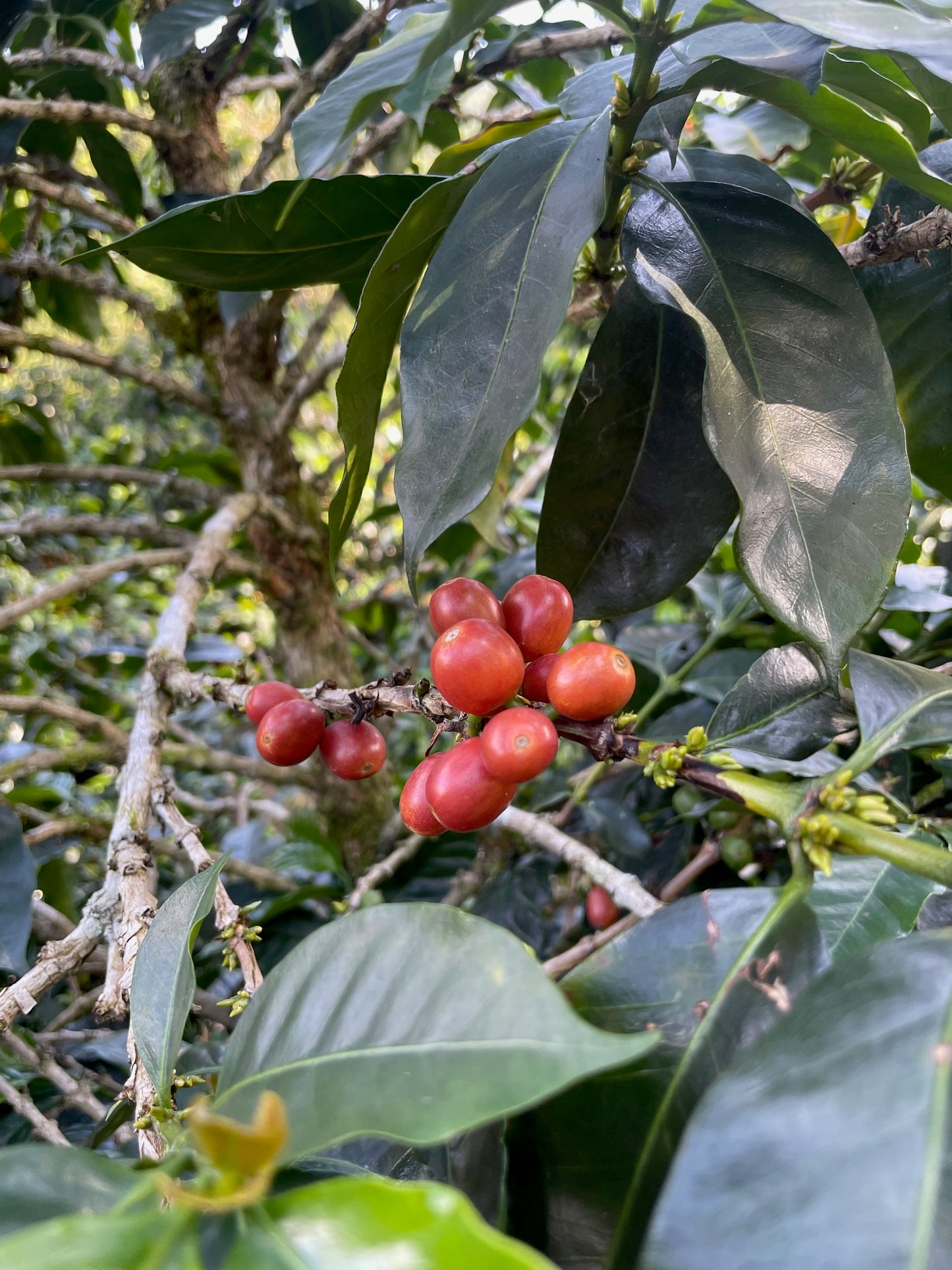 *NEW* Buena Vista Pink Bourbon - Colombia, natural