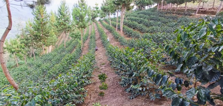 *NEW* Shipago Geisha ESPRESSO - Peru, washed