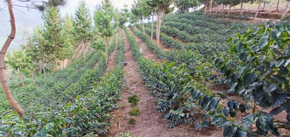 *NEW* Shipago Geisha ESPRESSO - Peru, washed